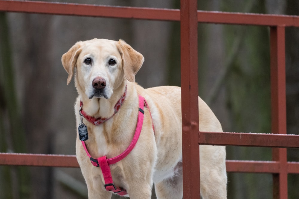 a dog with a pink harness standing in front of a fence