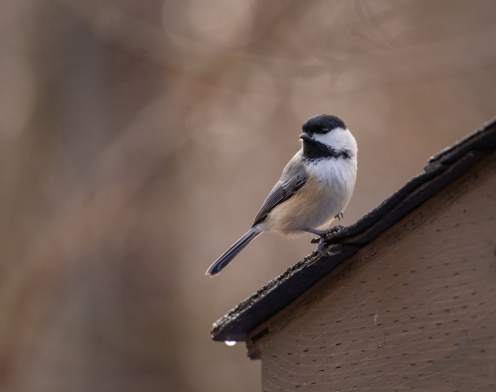 a small bird perched on top of a roof