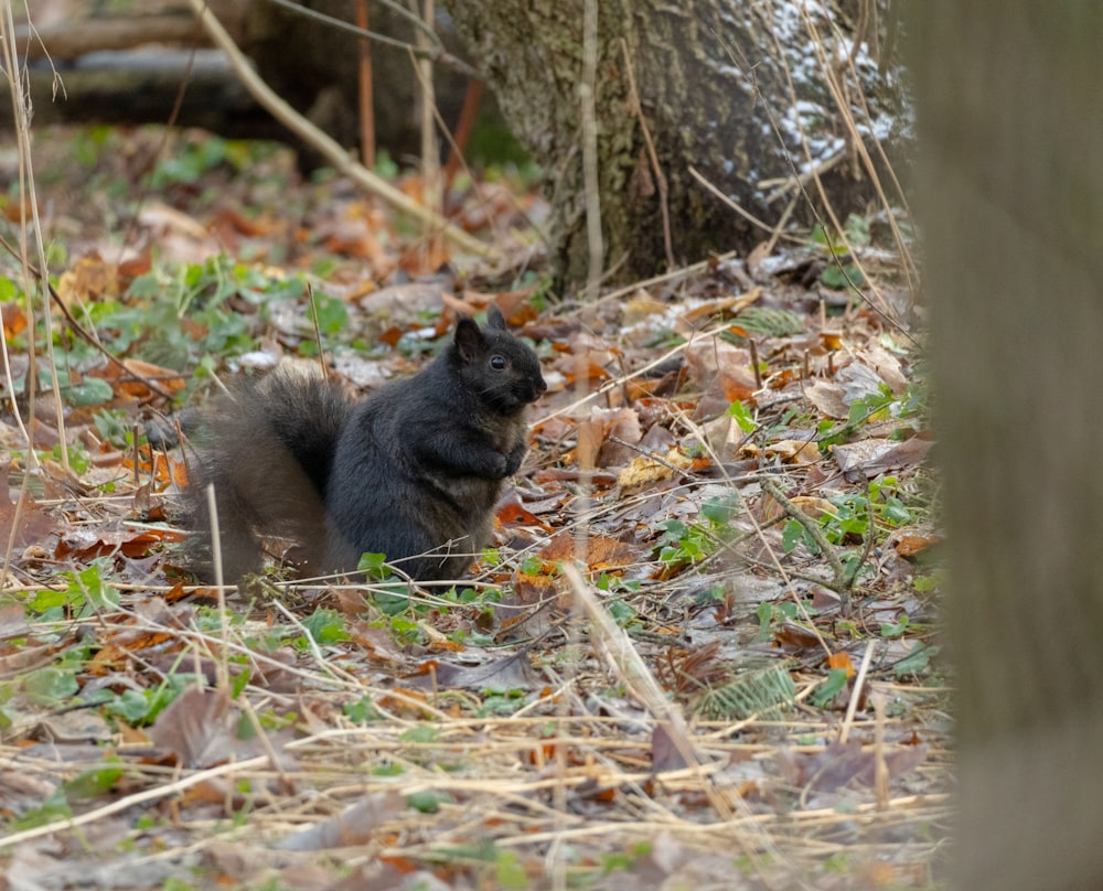 Un chat noir est assis dans les bois