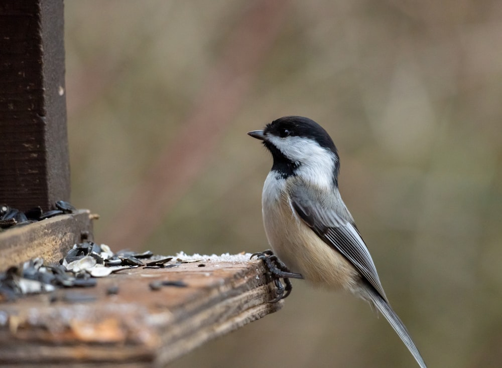 a black and white bird sitting on a bird feeder