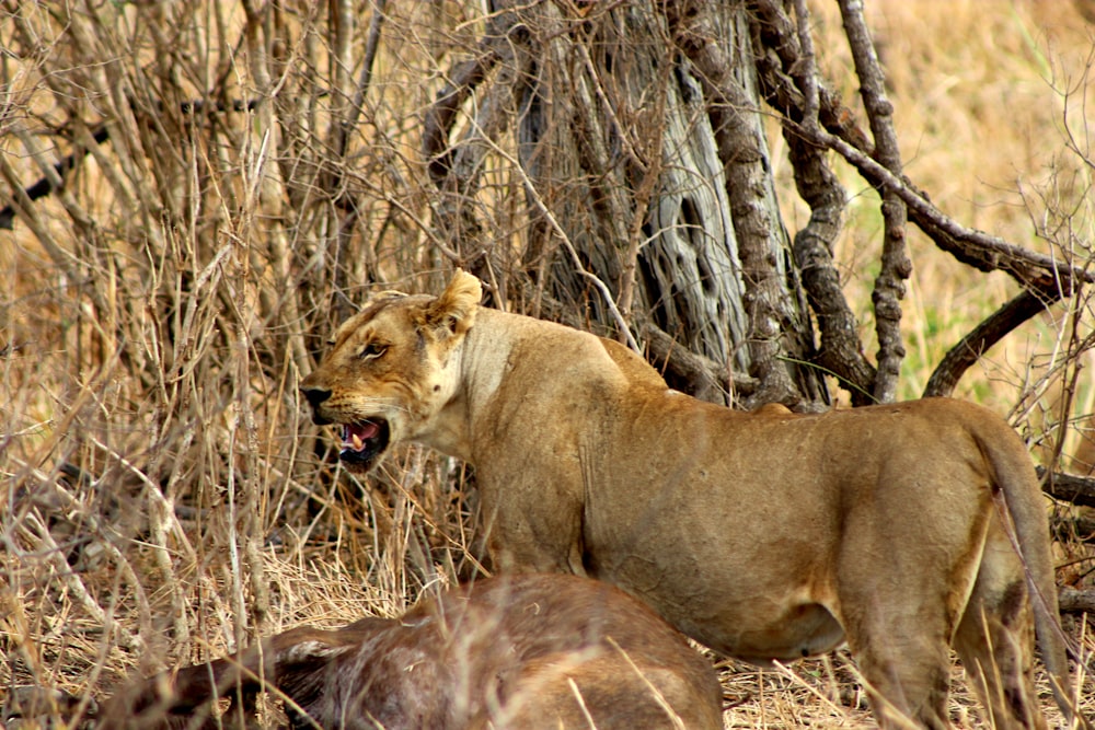 a lion standing next to a dead animal in a field