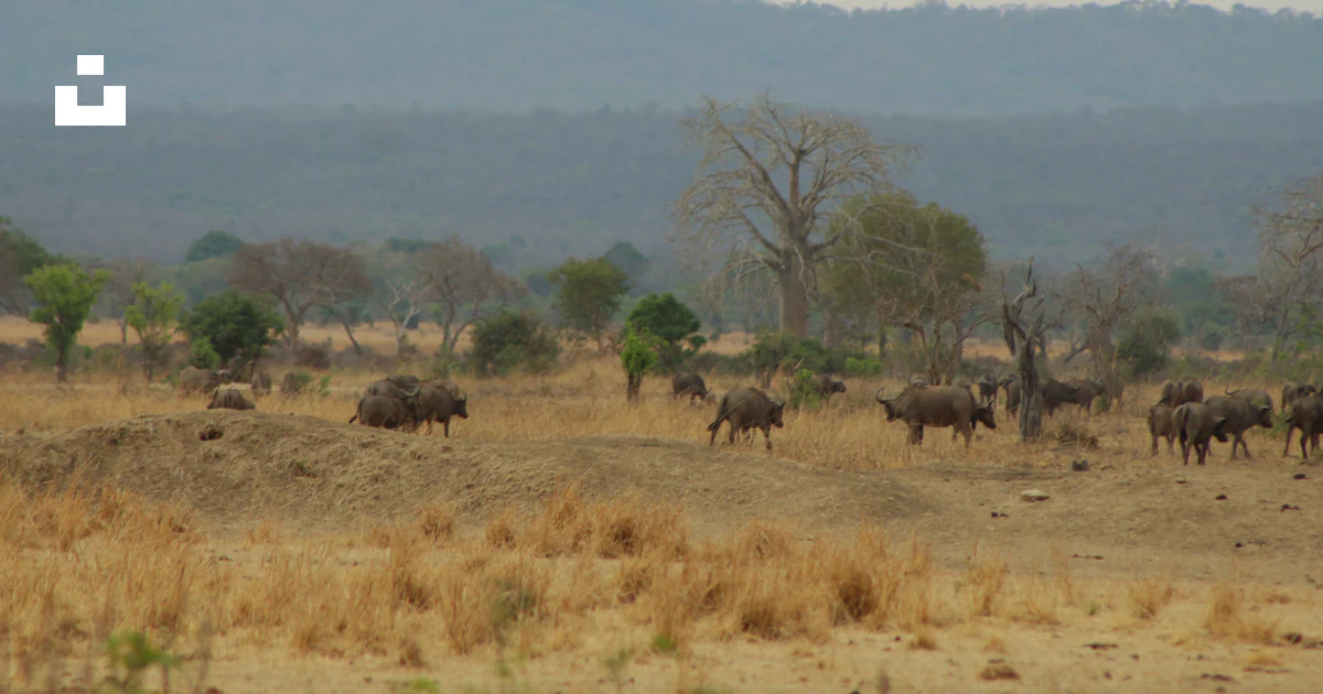 Elephant In Field A herd of elephants walking across a dry grass field photo – Free ...