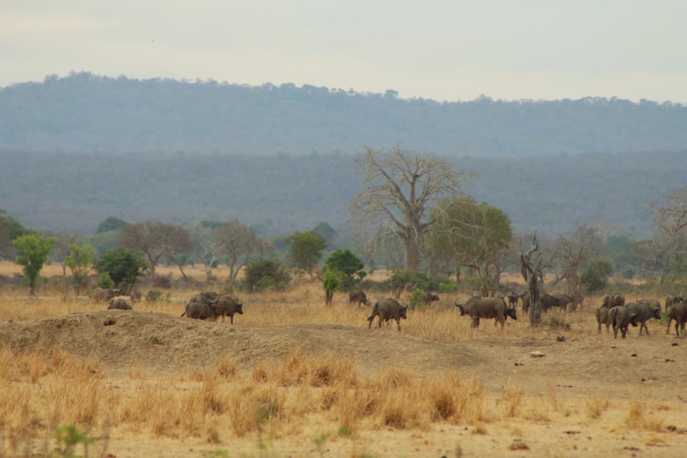 a herd of elephants walking across a dry grass field