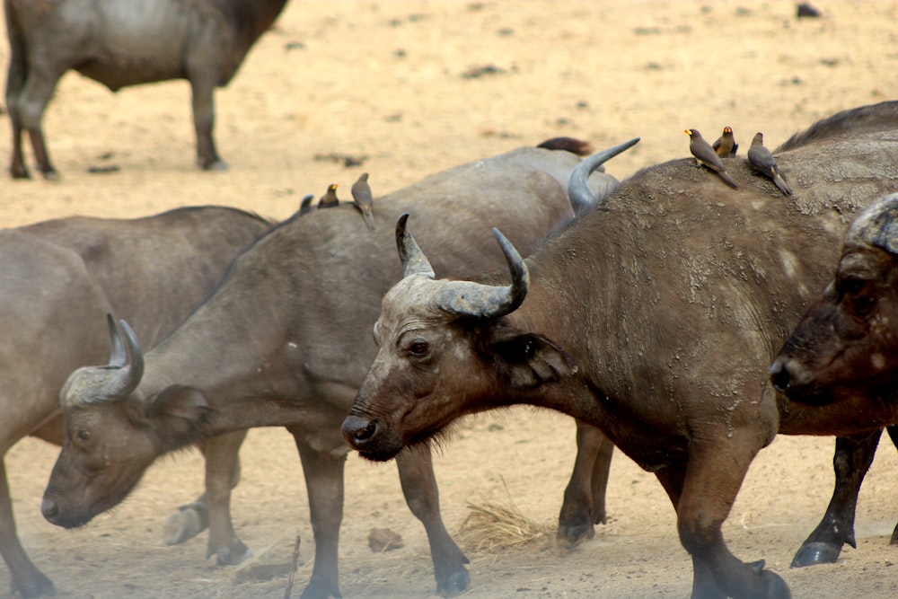 a herd of cattle standing on top of a dirt field