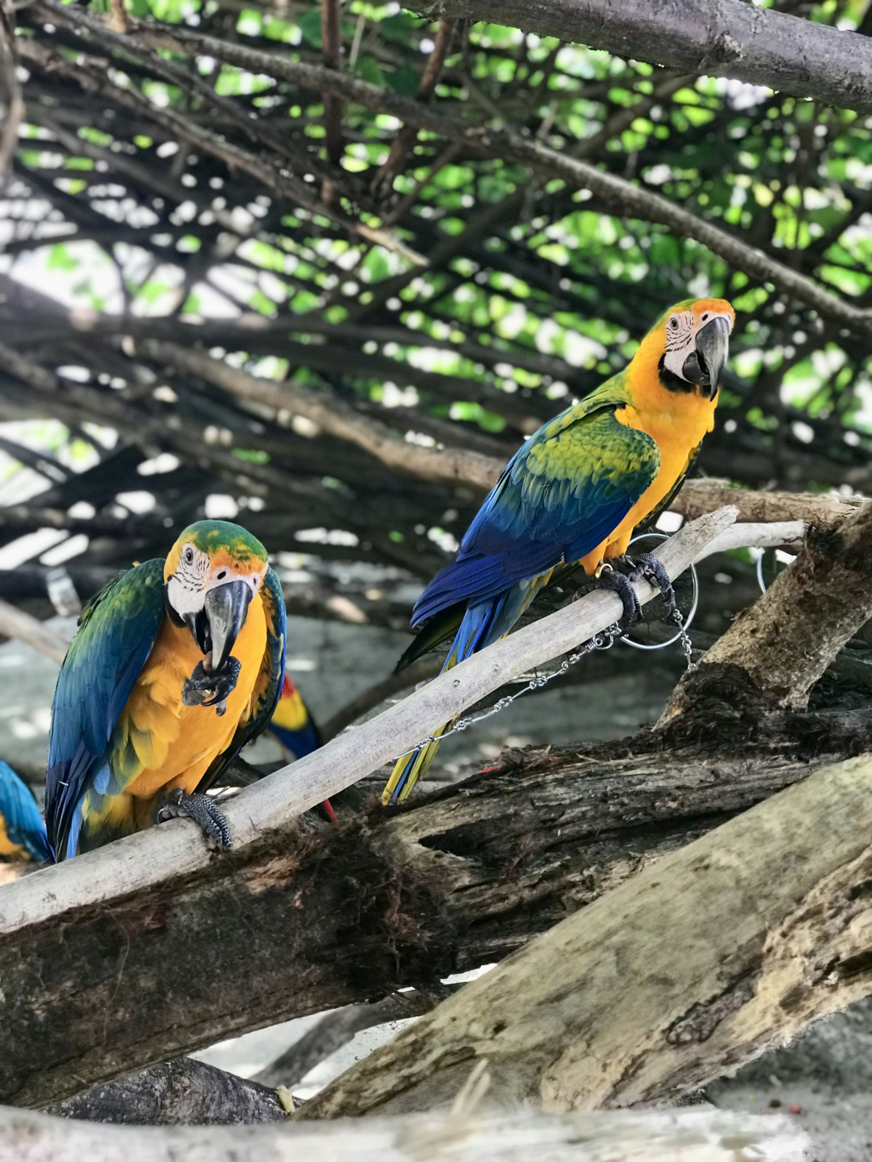 dois papagaios sentados em um galho em uma árvore