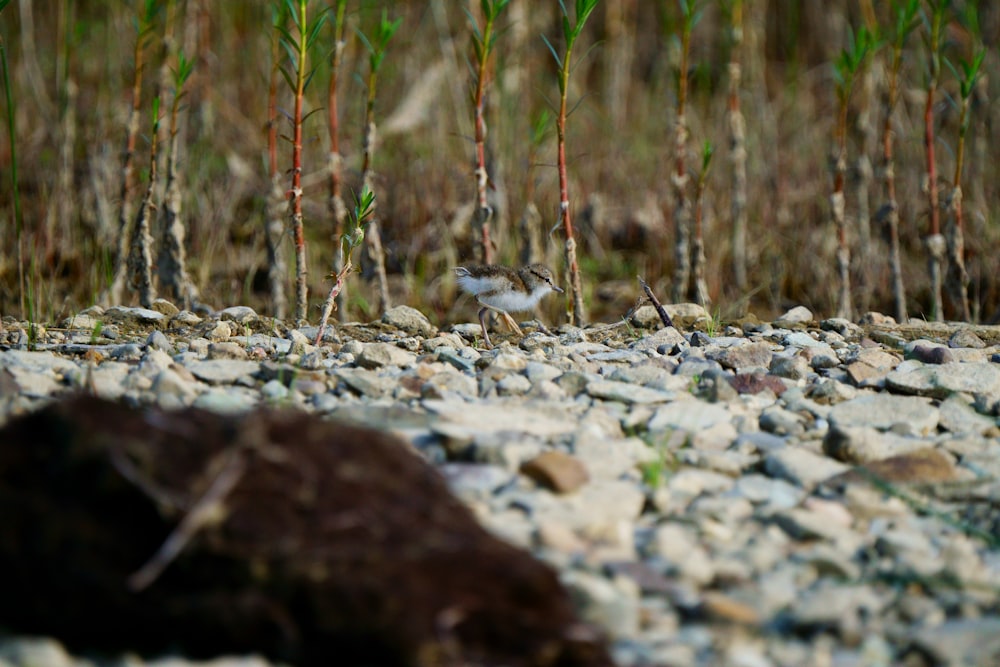 a small bird standing on a rocky ground