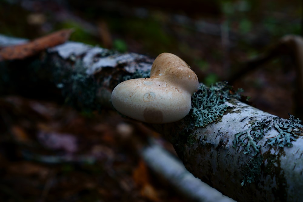a mushroom sitting on top of a tree branch