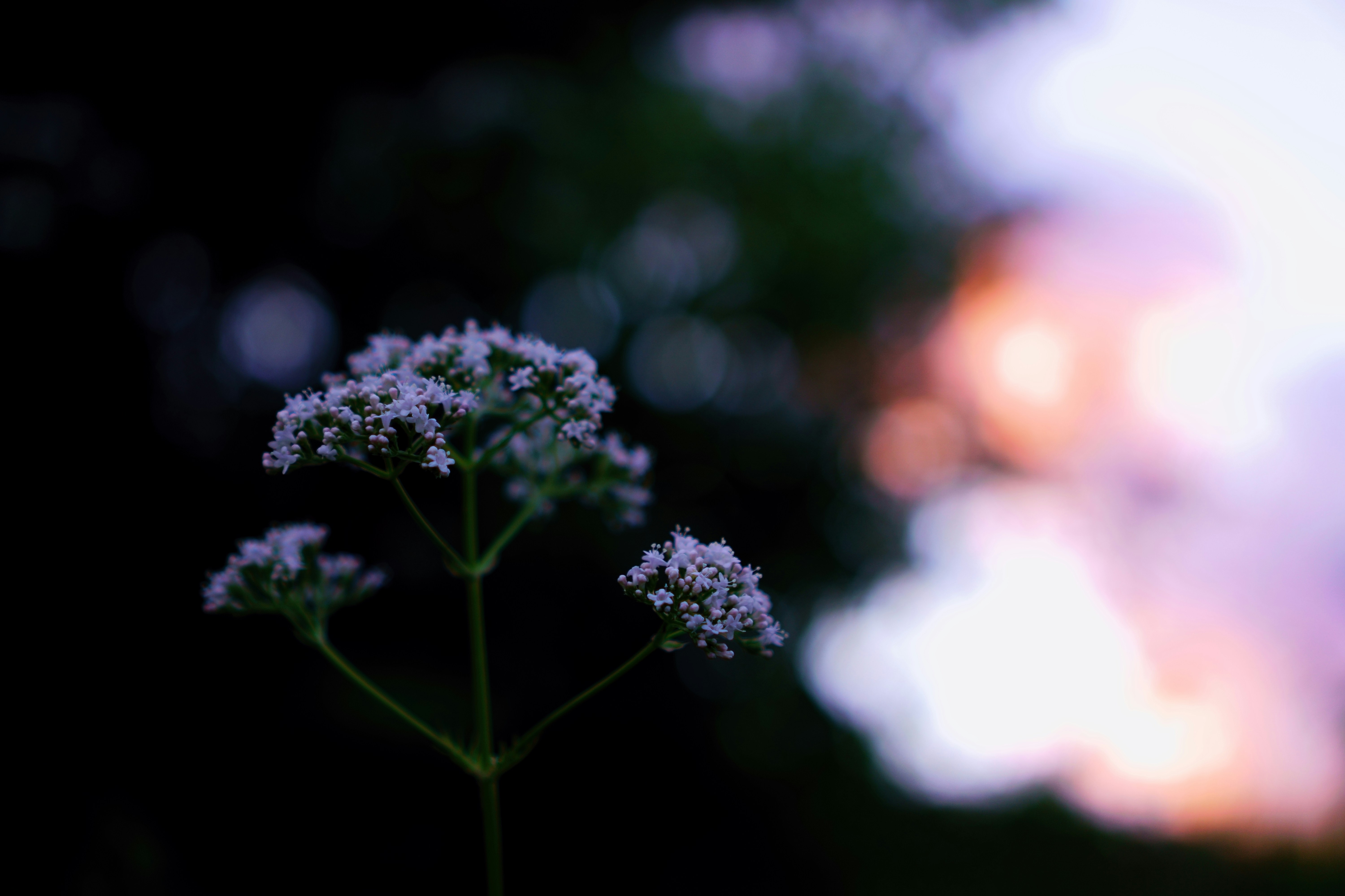 Photo by lens_poet_photography