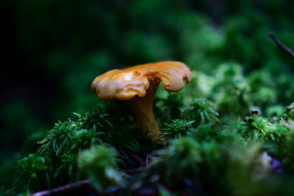 a close up of a mushroom on a mossy surface