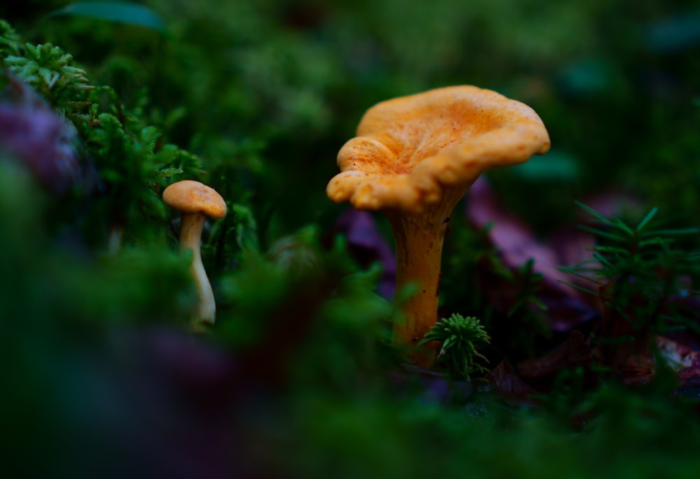 a couple of mushrooms that are in the grass