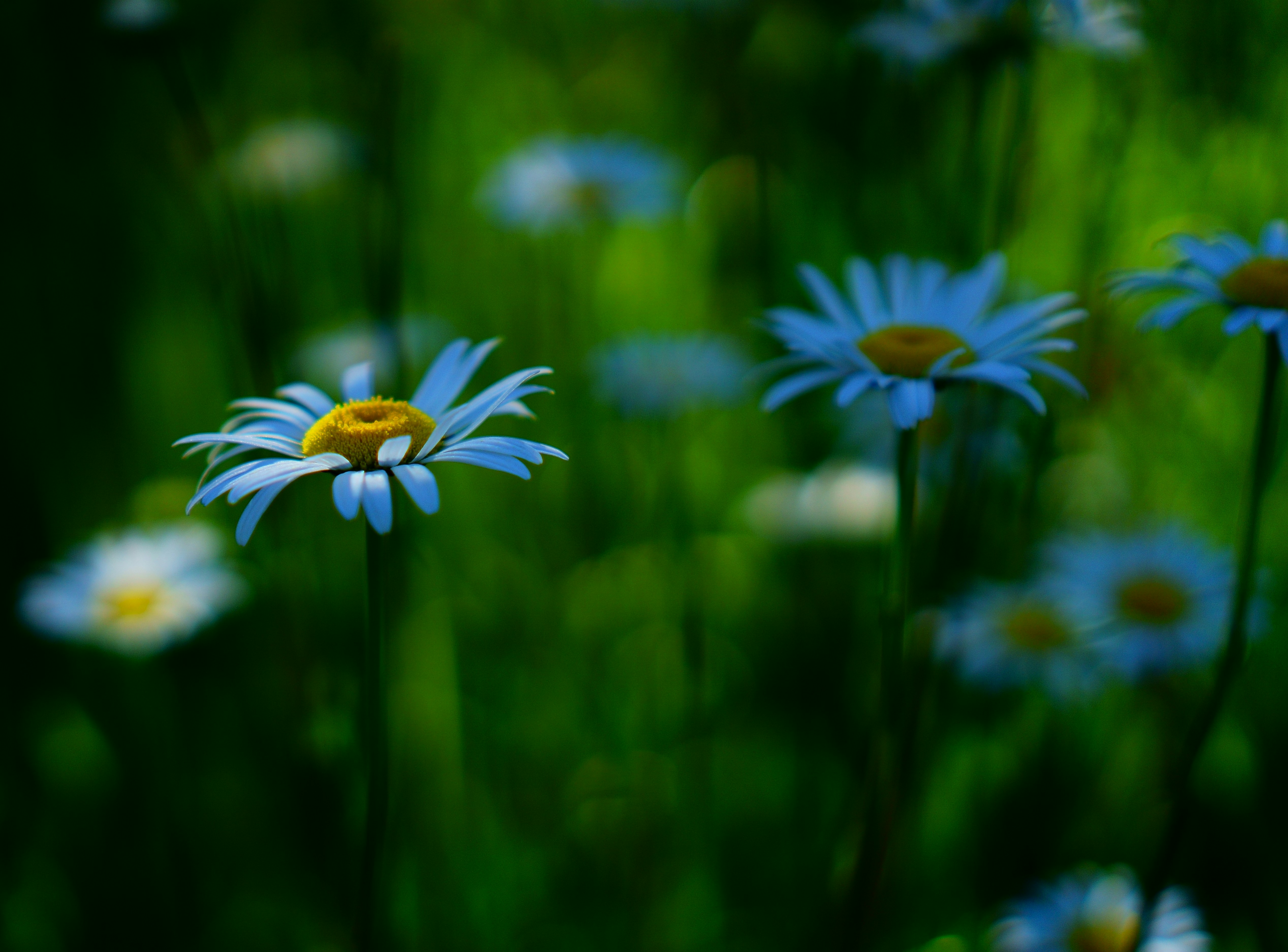 a field of blue and white flowers with a yellow center