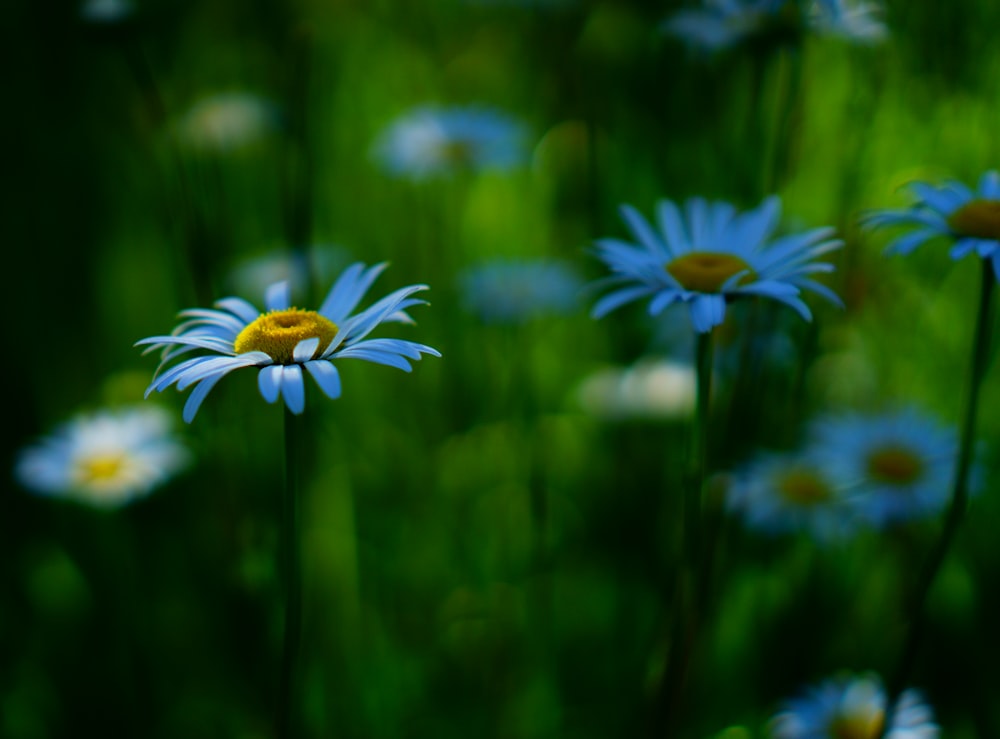 a field of blue and white flowers with a yellow center