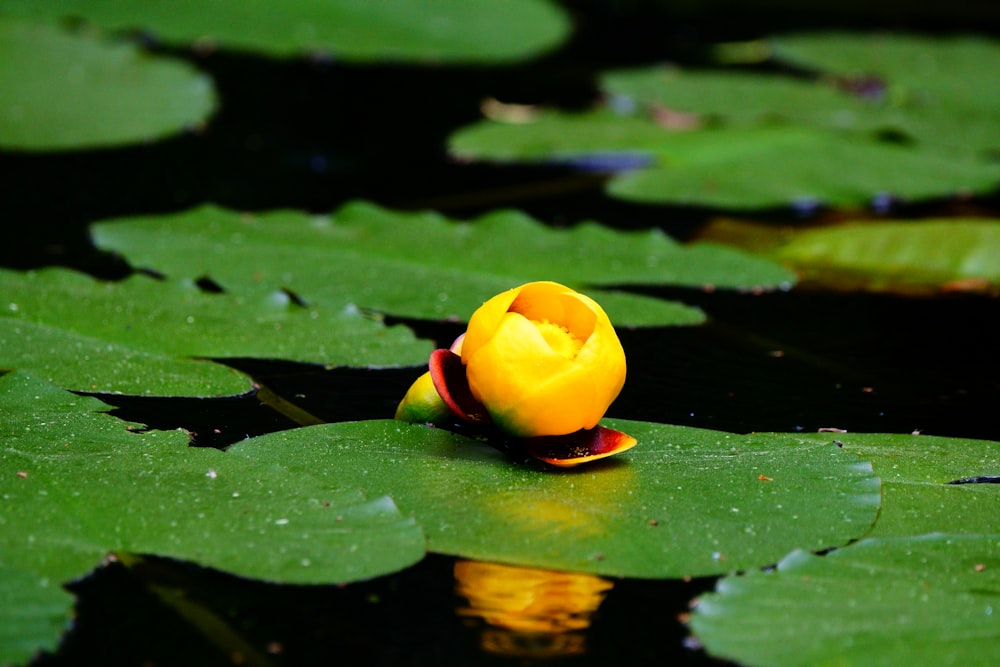 a yellow flower sitting on top of a green lily pad