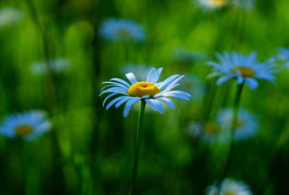 a close up of a daisy in a field of grass
