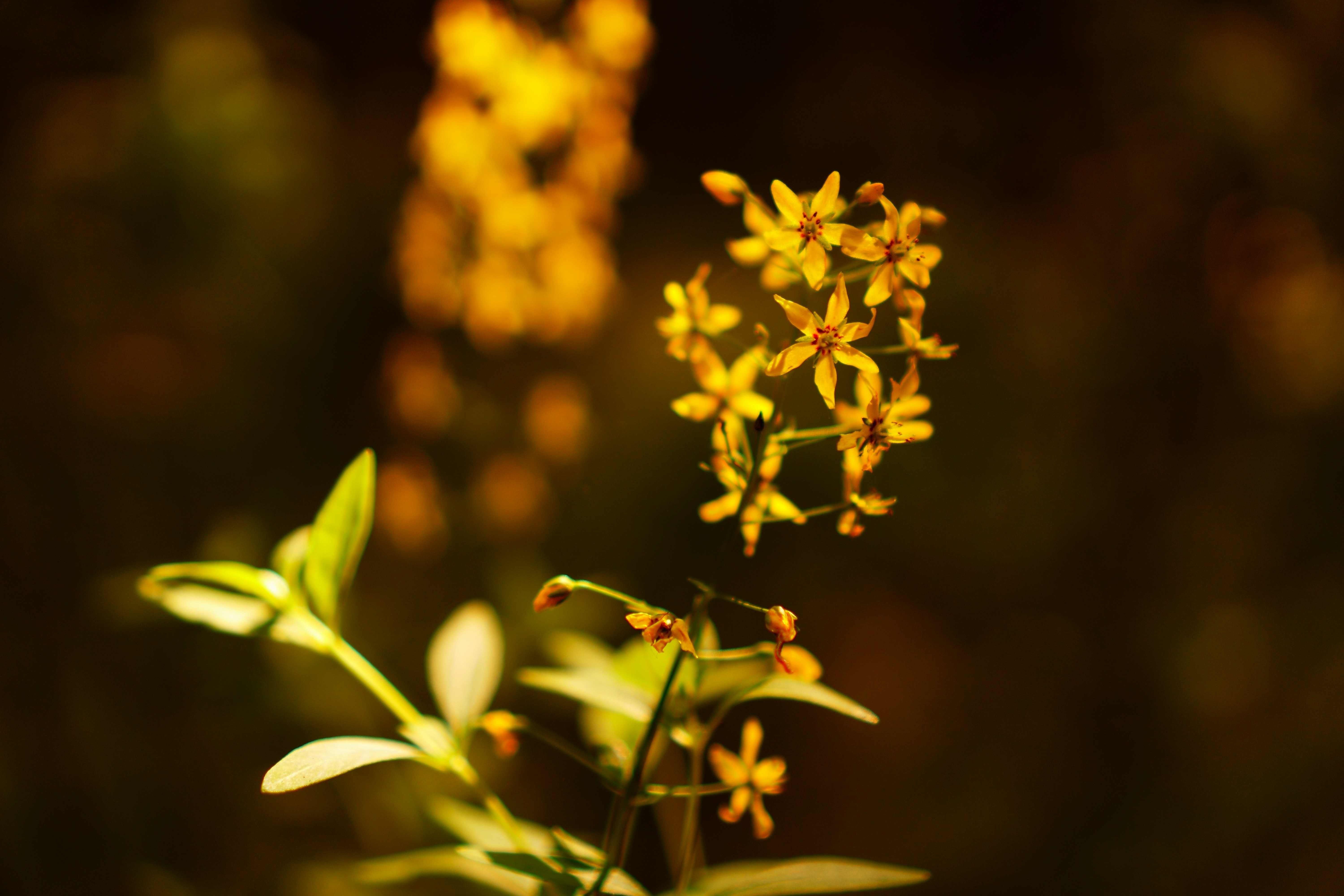 a close up of a plant with yellow flowers