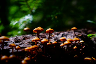 Clusters of fresh mushrooms growing on recycled wood logs in a shaded forest-like environment.