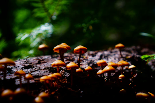 Clusters of fresh mushrooms growing on recycled wood logs in a shaded forest-like environment.