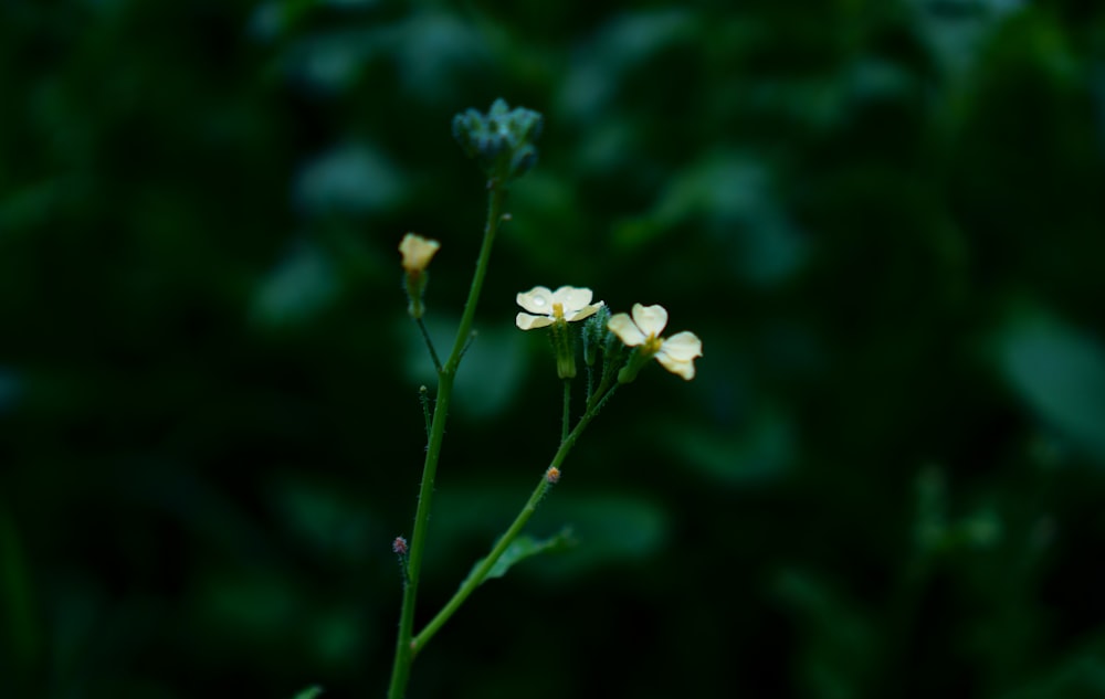 a close up of a small white flower