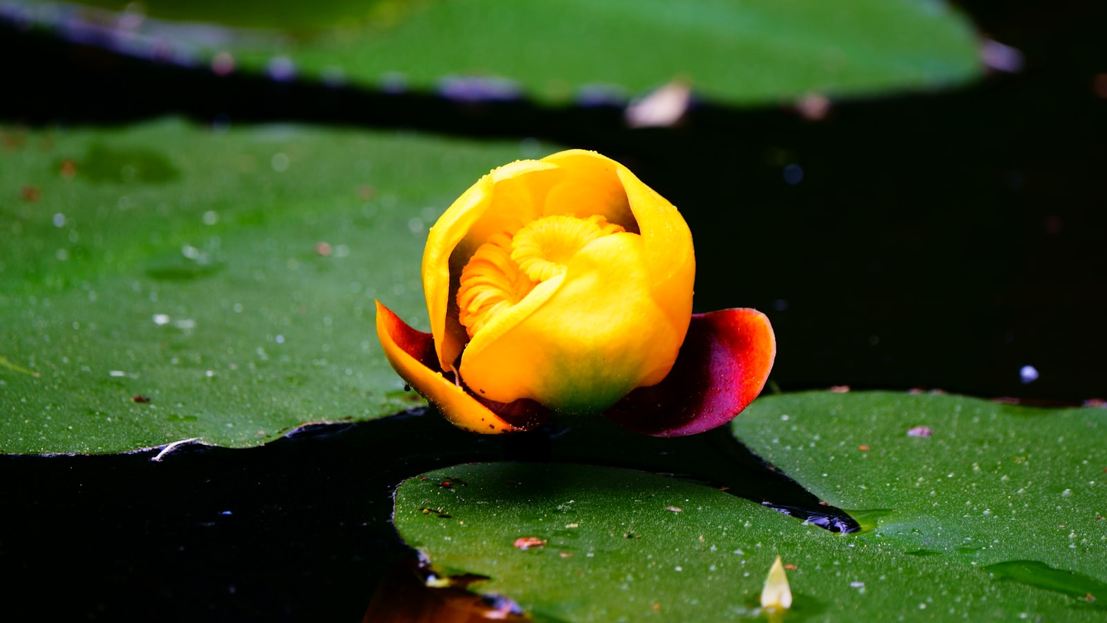 1. Unraveling the Mystery: Understanding the Causes of Yellowing Magnolia Leaves