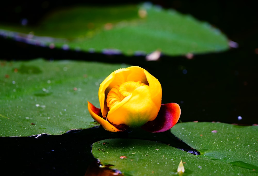 uma flor amarela e vermelha sentada em cima de uma folha verde