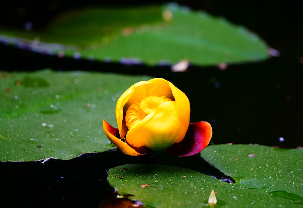 a yellow and red flower sitting on top of a green leaf