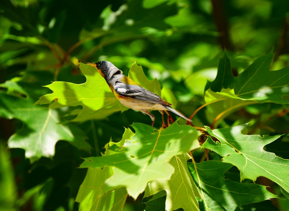 a bird sitting on a branch of a tree