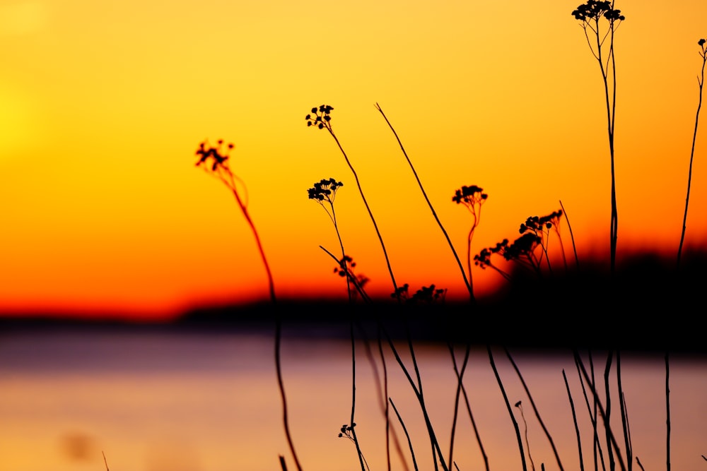 the sun is setting over a body of water