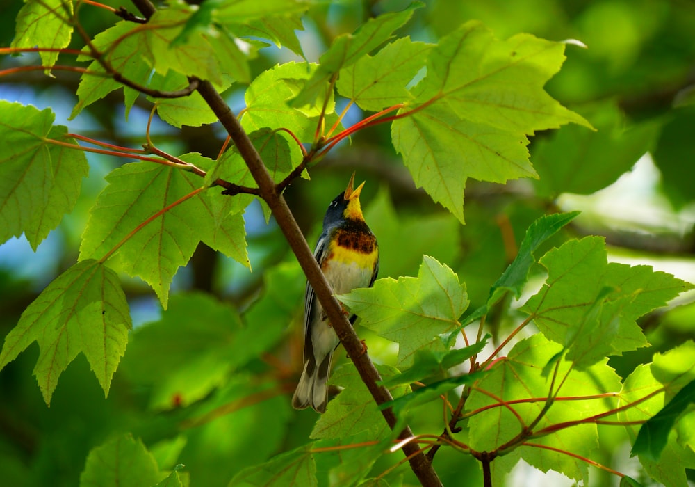 a small bird sitting on a branch of a tree