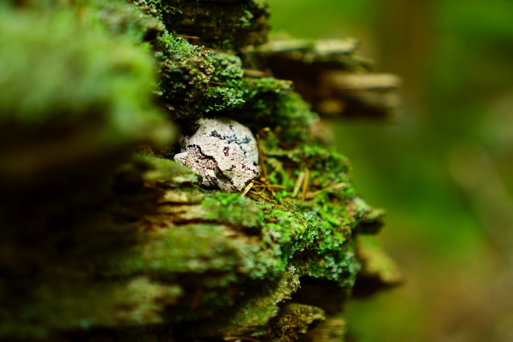 a frog that is sitting on a mossy log
