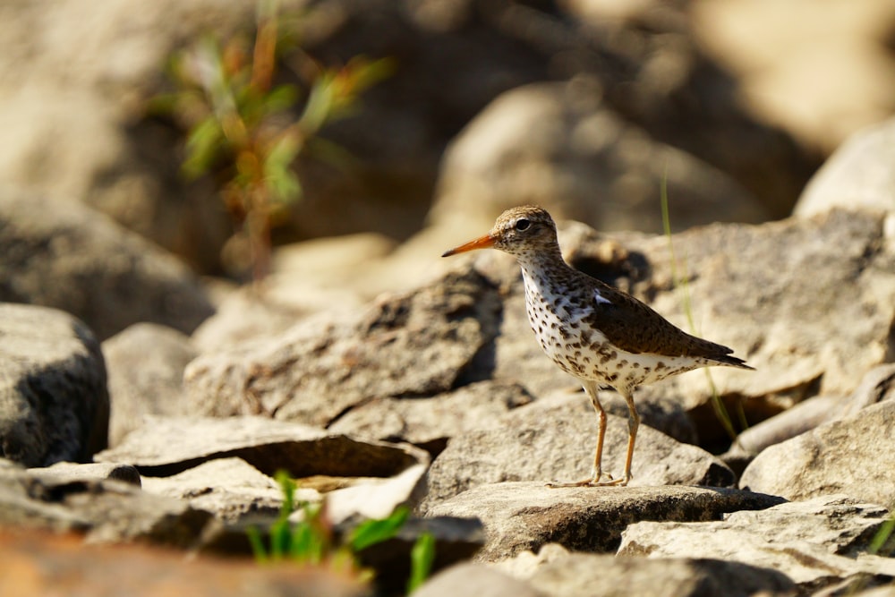 a small bird standing on some rocks and grass