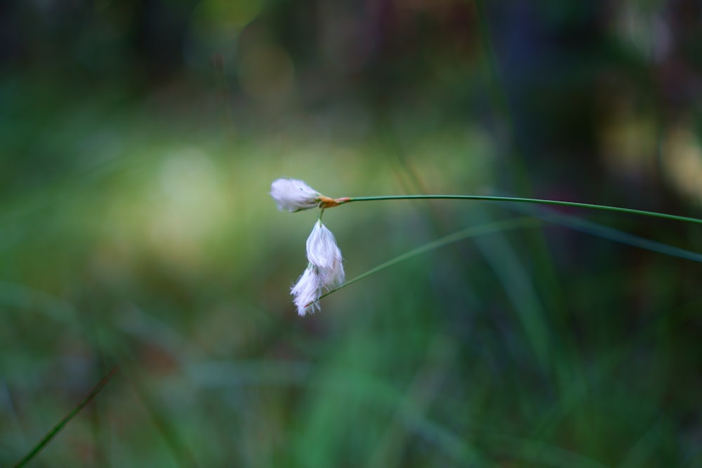 un couple de fleurs blanches assis au sommet d’un champ verdoyant