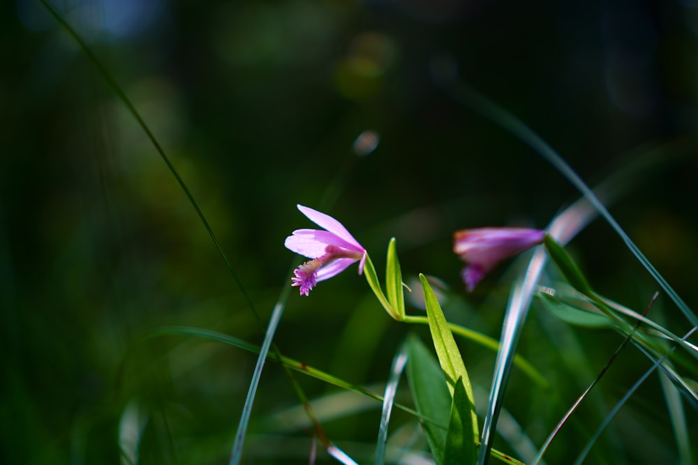 a close up of some pink flowers in a field