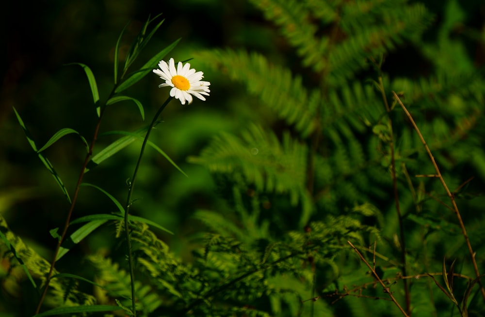 a single white flower sitting on top of a lush green field