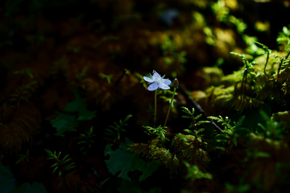 a small white flower sitting on top of a lush green forest