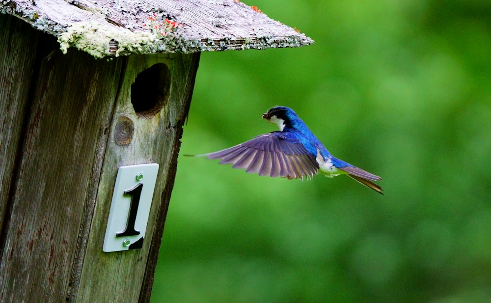 a blue bird flying towards a birdhouse