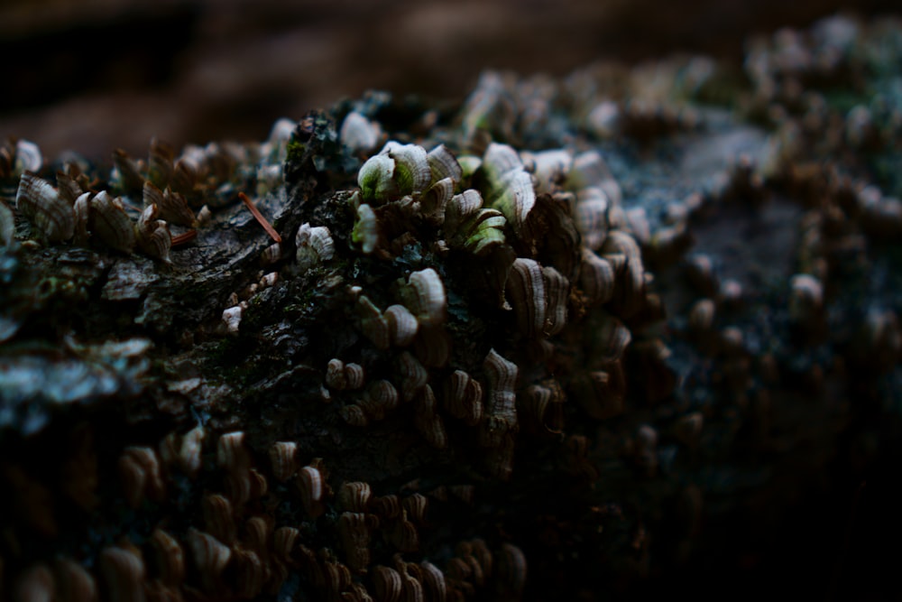 a close up of a moss covered rock