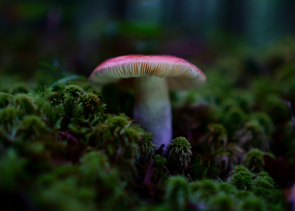 a close up of a mushroom in a forest