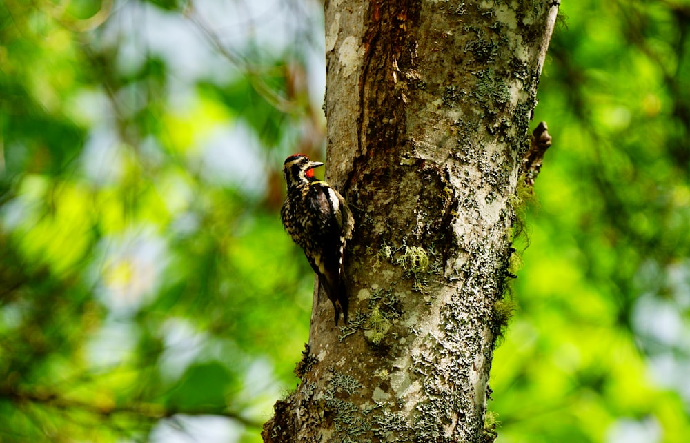 a woodpecker is perched on the trunk of a tree