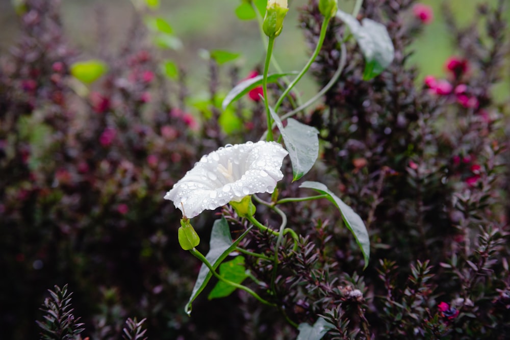 a close up of a white flower on a plant