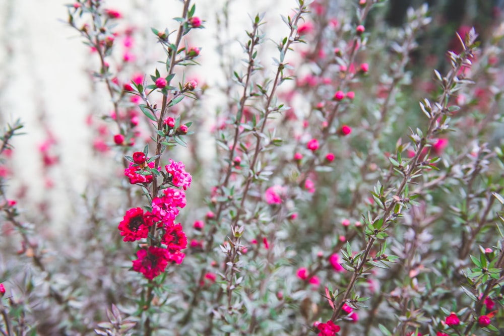 a bunch of pink flowers in a field