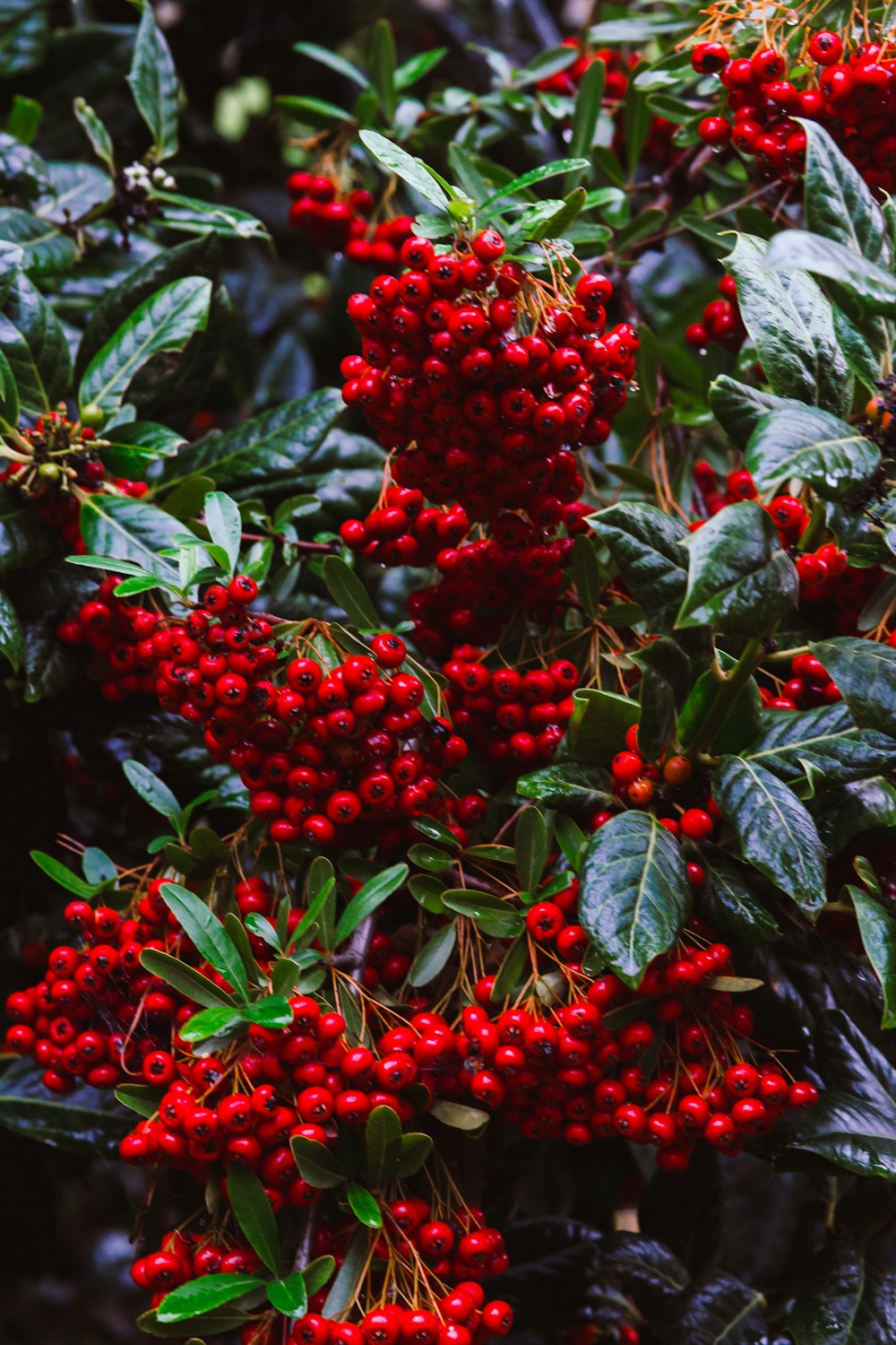 a bush with red berries and green leaves