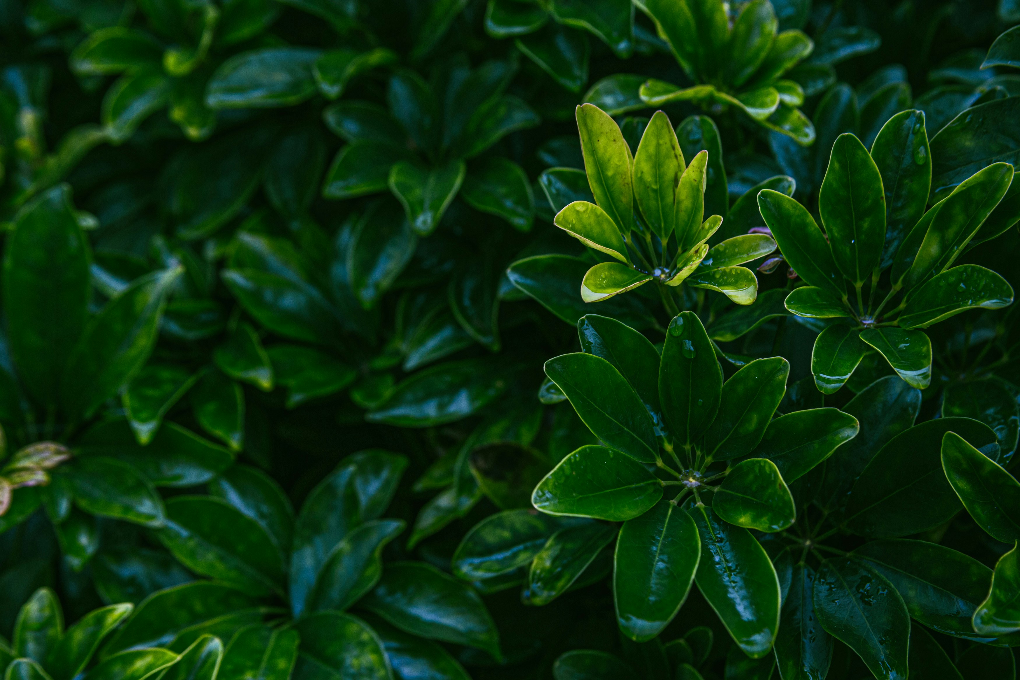 Photo by fortheloveofsmoke