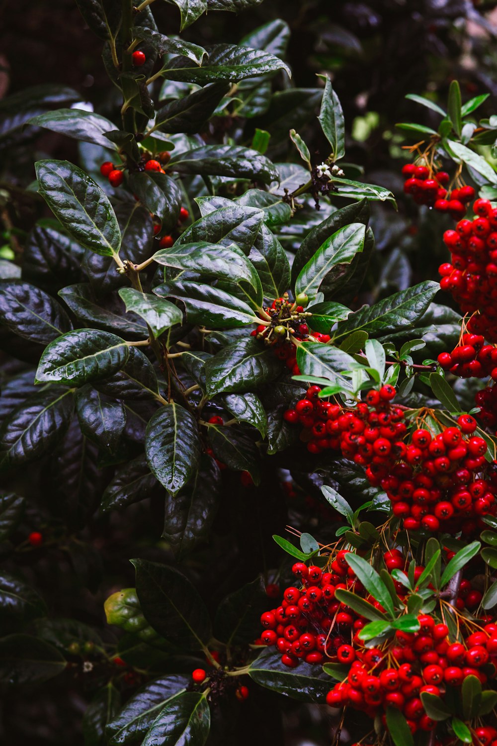 a bush with red berries and green leaves