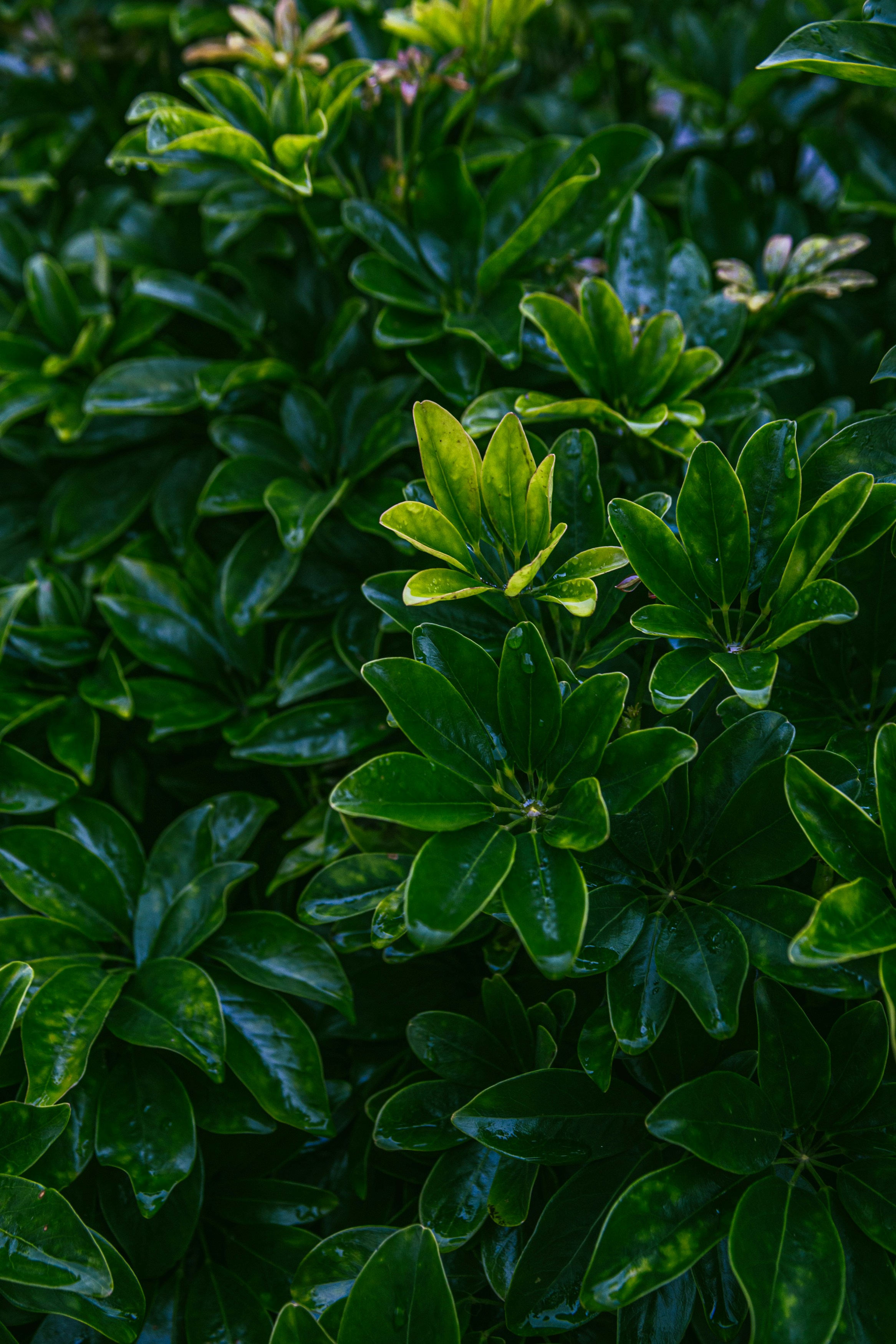 Photo by fortheloveofsmoke