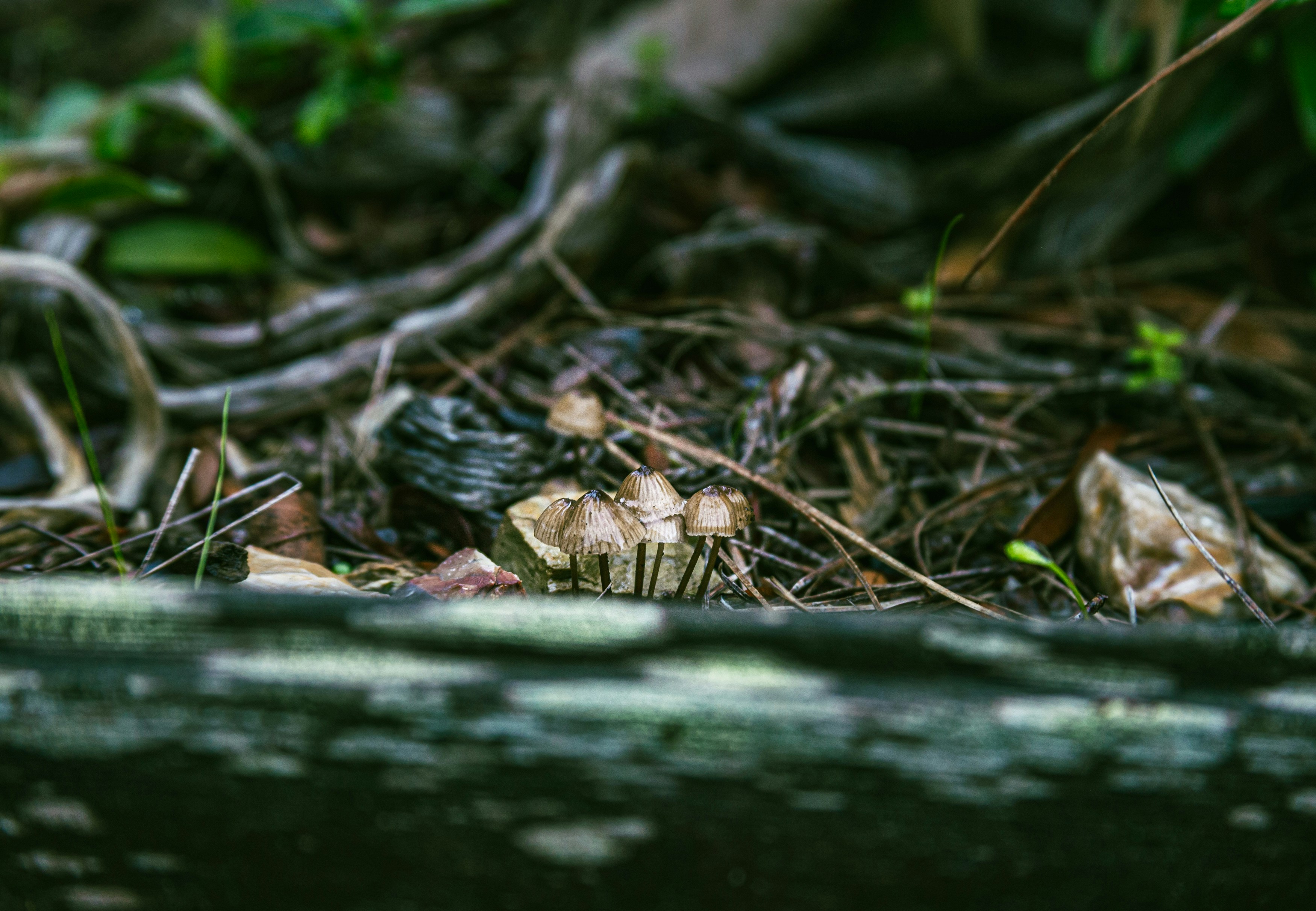 Photo by fortheloveofsmoke