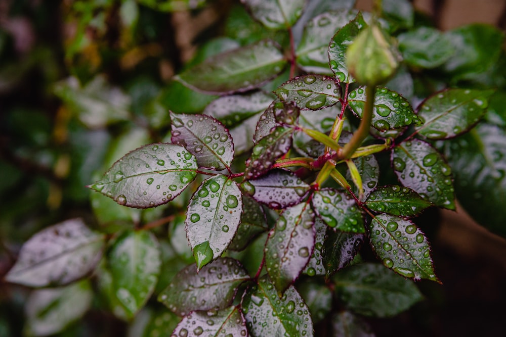 a close up of a plant with water drops on it