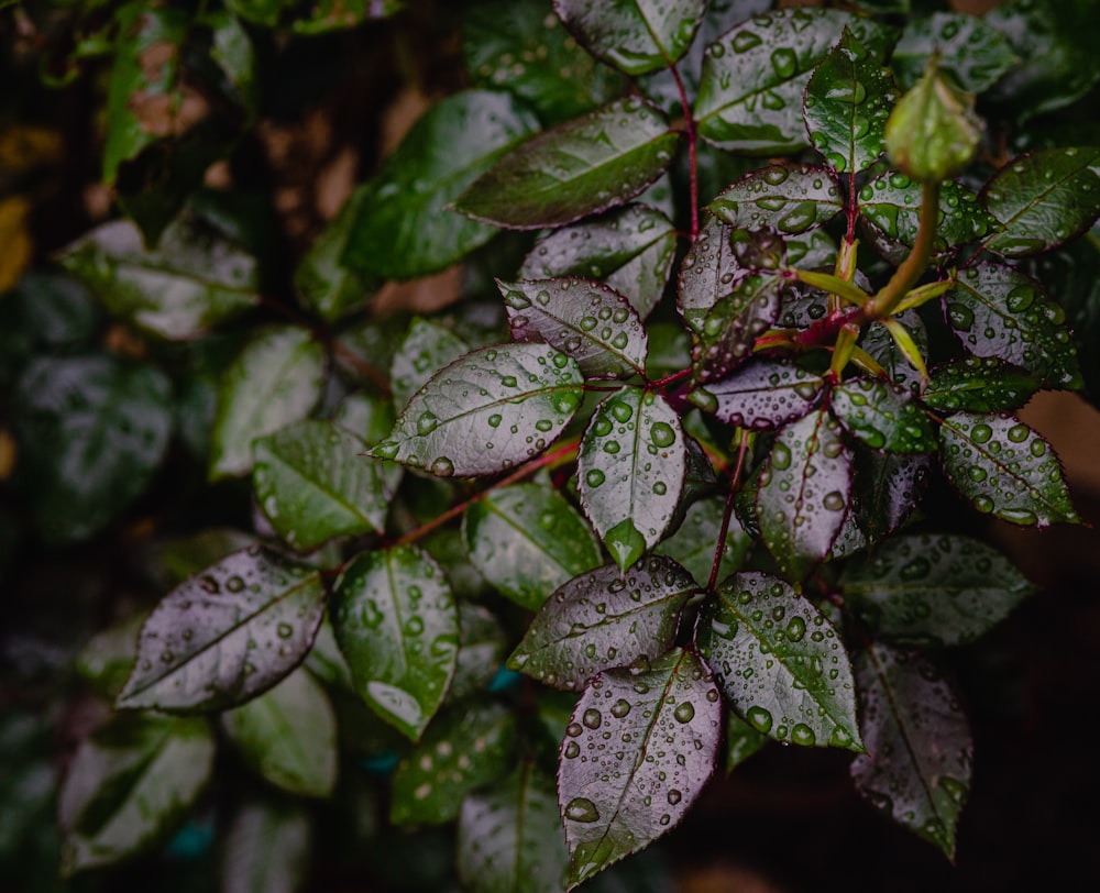 a close up of a plant with water droplets on it