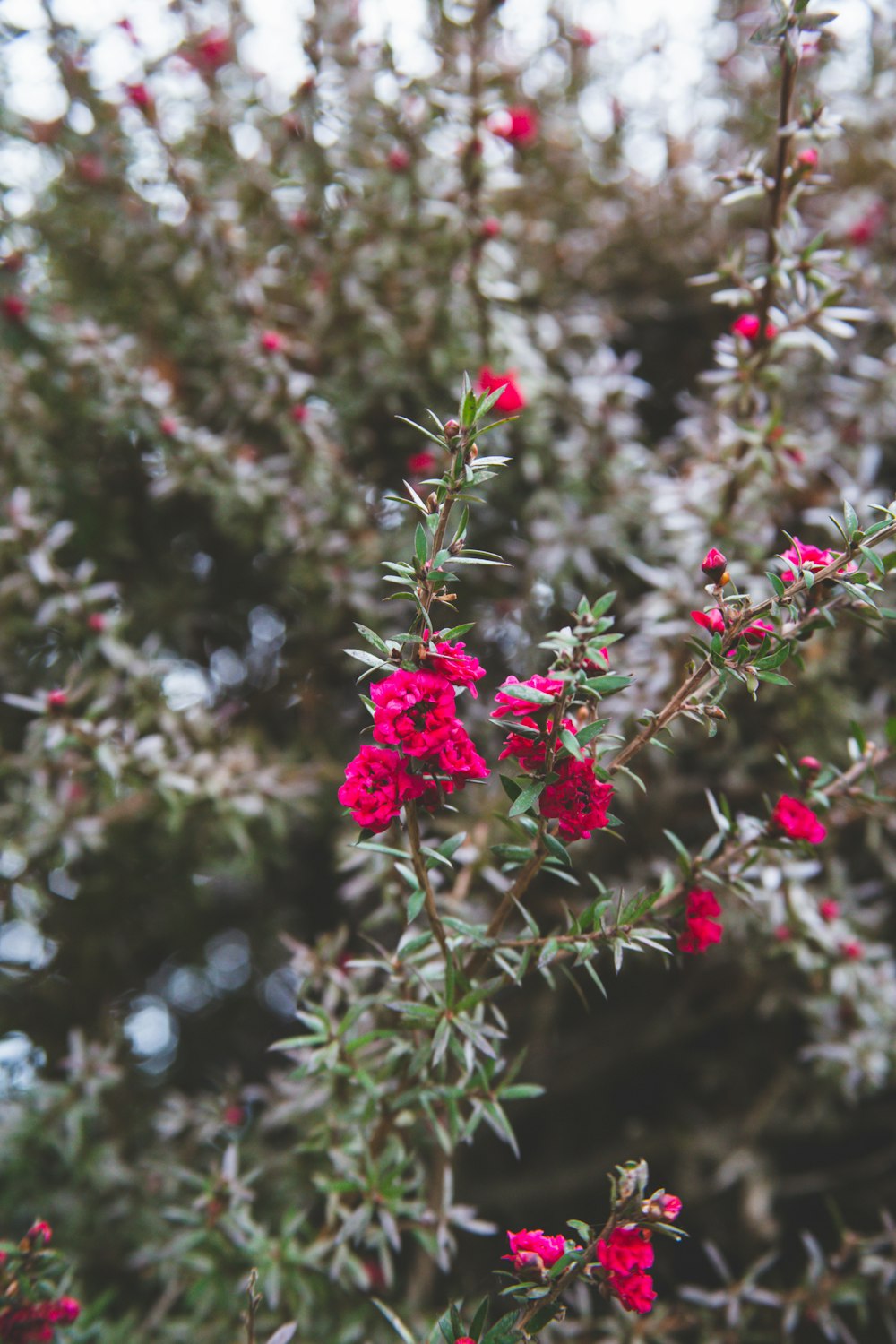um arbusto com flores vermelhas e folhas verdes
