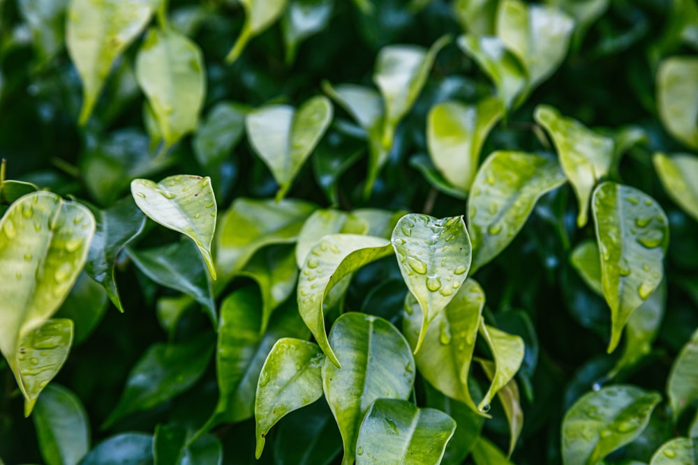 green leaves with drops of water on them