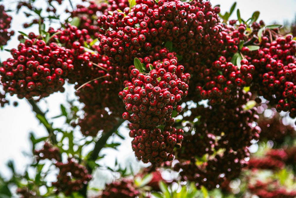 a bunch of red berries hanging from a tree